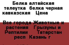 Белка алтайская телеутка, белка черная кавказская › Цена ­ 5 000 - Все города Животные и растения » Грызуны и Рептилии   . Татарстан респ.,Казань г.